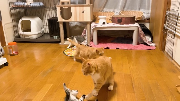 お腹を見せるこうくん