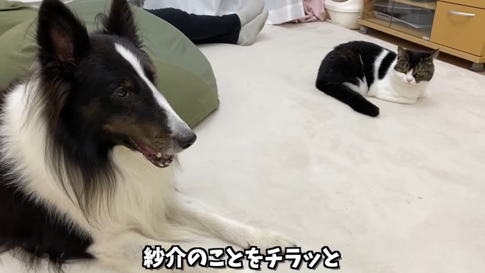 香箱座りの猫