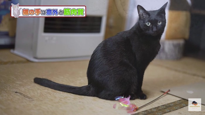 座った黒猫