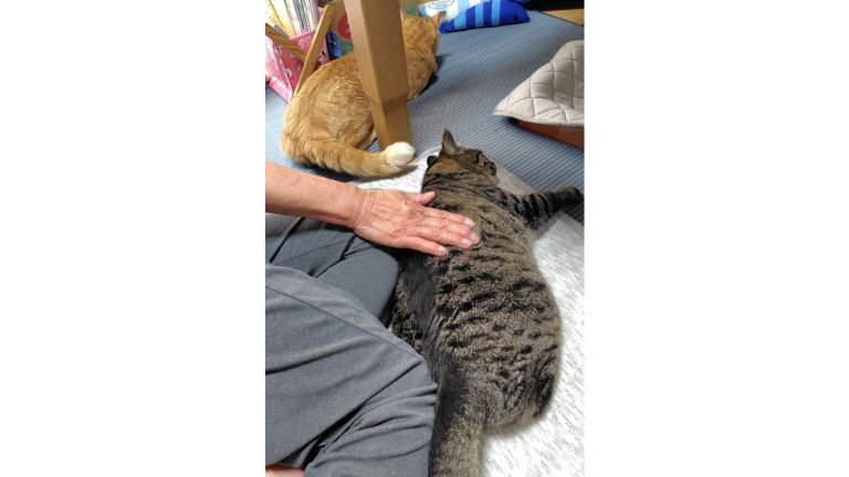 室内にいる猫