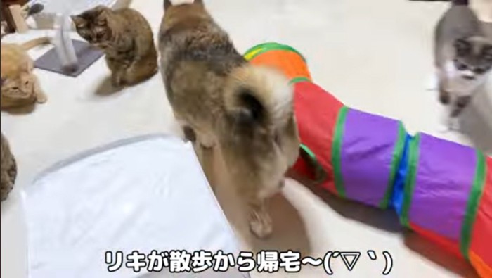 帰宅する柴犬