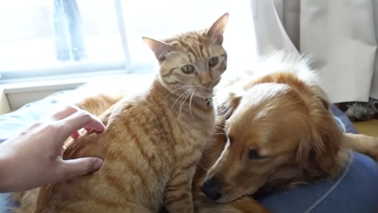 部屋でくつろぐ猫と犬