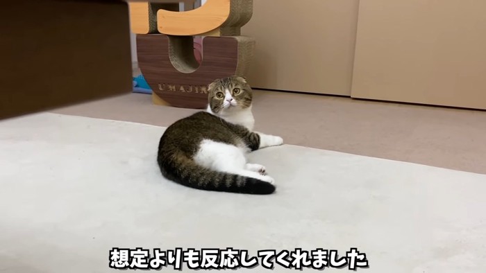 振り向く猫