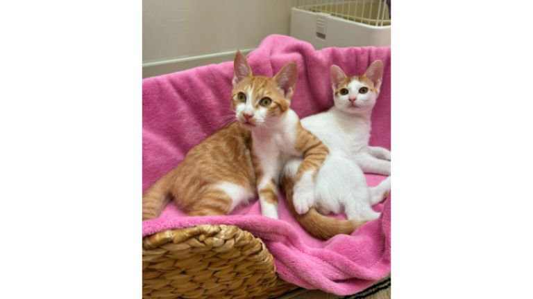 室内にいる猫