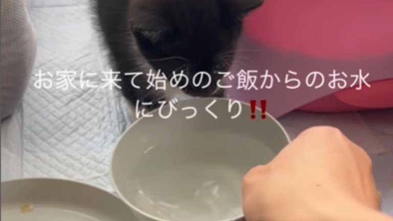 子猫に水を差しだす手