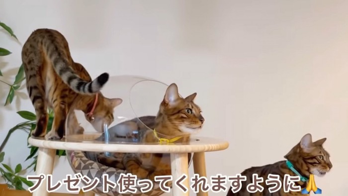 キャットハウスに集まる3匹の猫