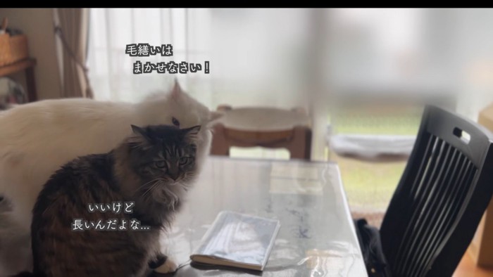 テロップ「毛繕いはまかせなさい!」