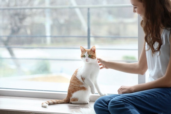 人の横に座る白茶猫