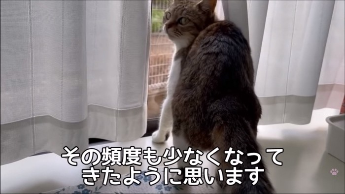 窓辺の猫