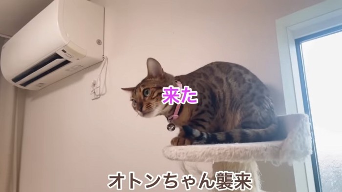 座るピンク色の首輪の猫