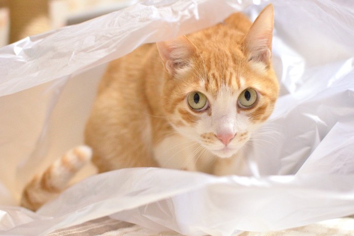 ビニールに入る猫