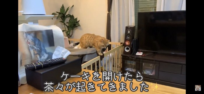 ベッドから起きてくる猫