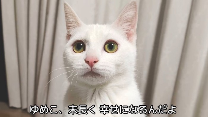 テロップ「ゆめこ、末永く～」