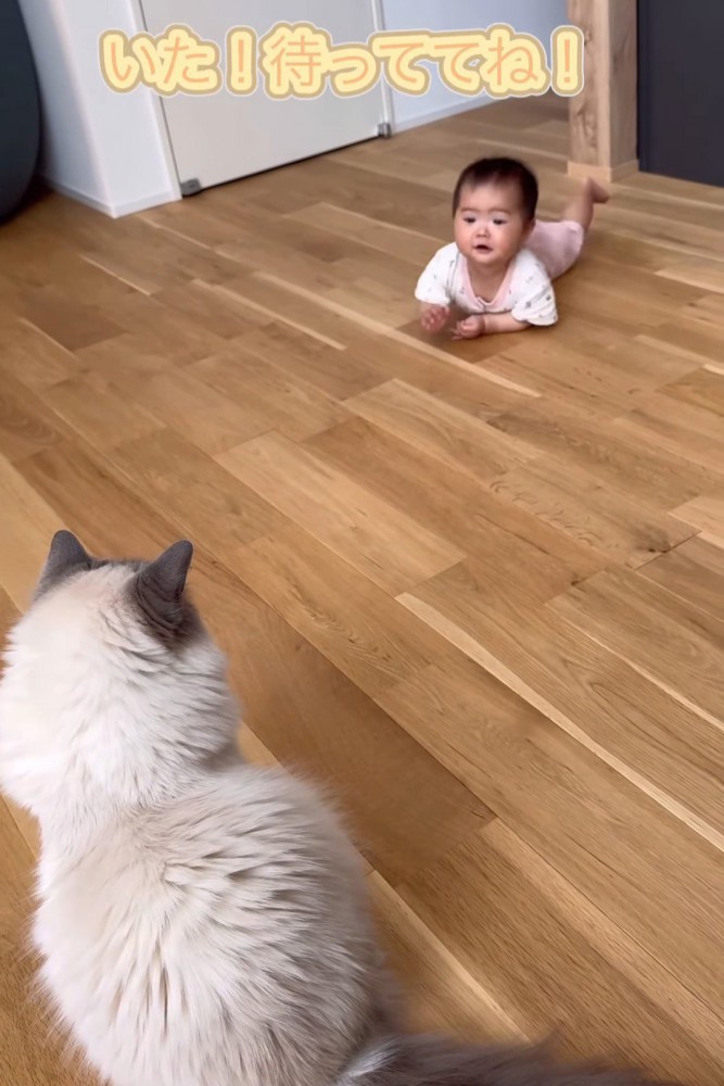 白い猫を追いかける赤ちゃん