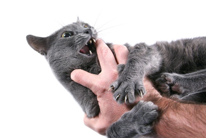 男性の手に噛みつくグレー猫