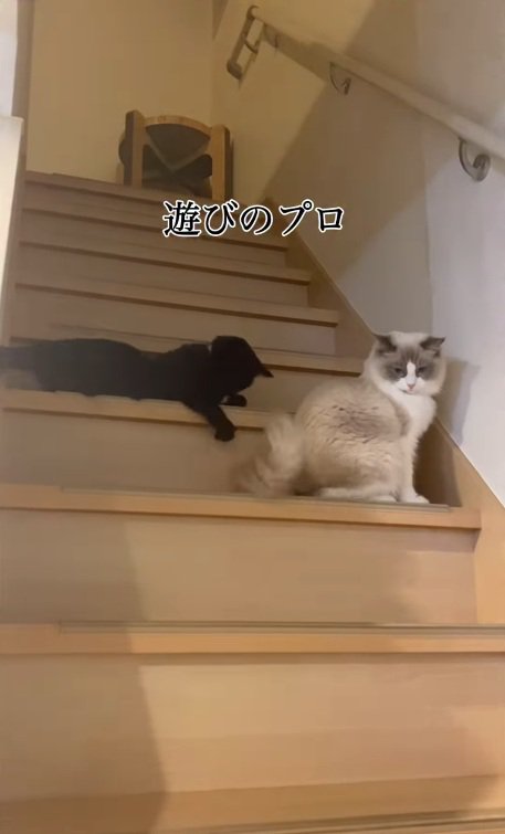 階段にいる2匹の猫