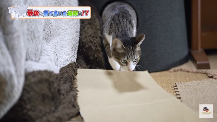 キャットタワーの穴から出てくる猫を正面から