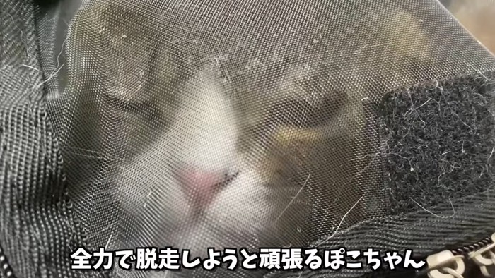 顔がつぶれている猫