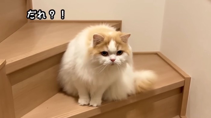 階段の猫2