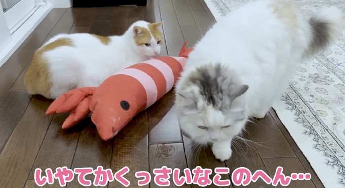 エビの前の猫