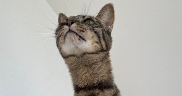 首が長い猫