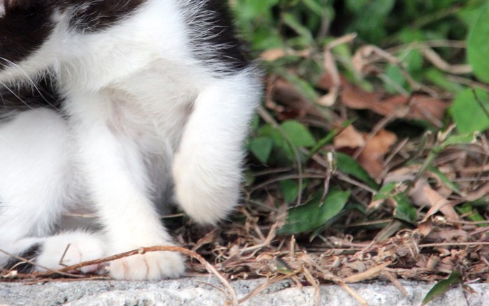 公園の子猫