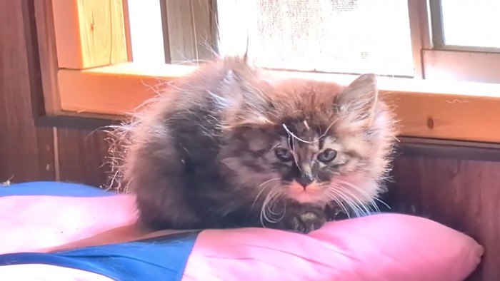 座って小さくなる子猫