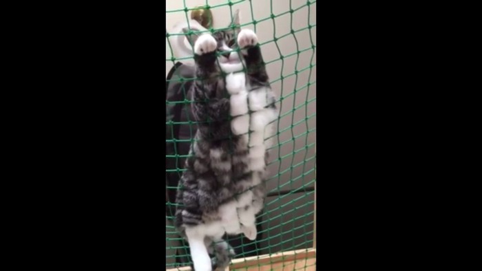 こちらを見るはなちゃん