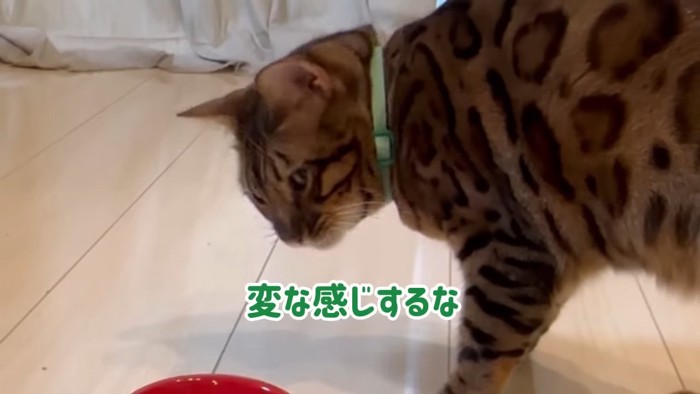 横を向く猫