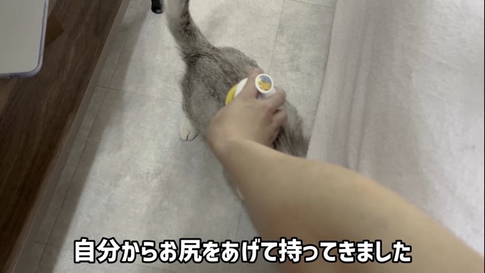 ブラッシングされる猫