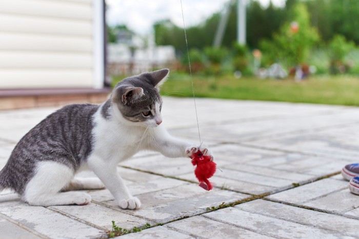 猫じゃらしで遊ぶ猫