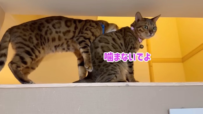 ピンク色の首輪の猫の背中を噛む青い首輪の猫