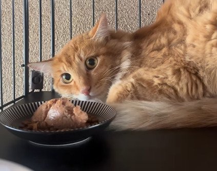 ご飯を前に怯える猫