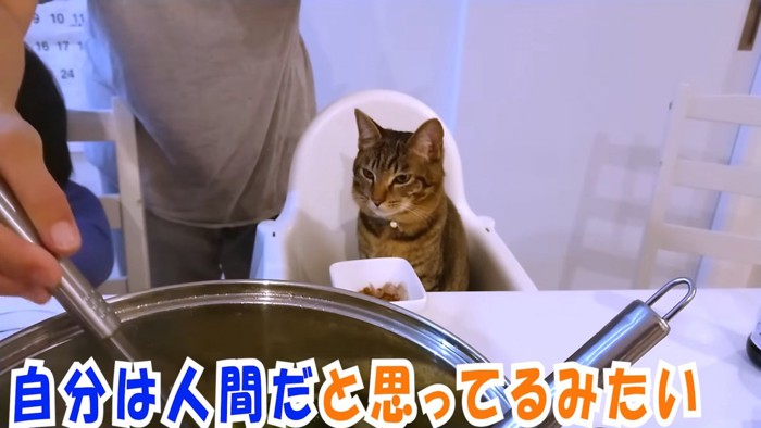 イスに座る猫