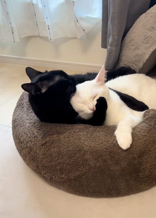 抱きしめる猫