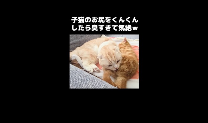 お尻周りを毛づくろい3