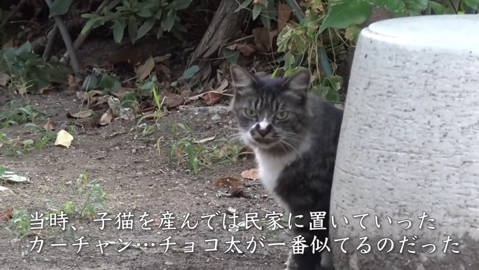 外にいる猫