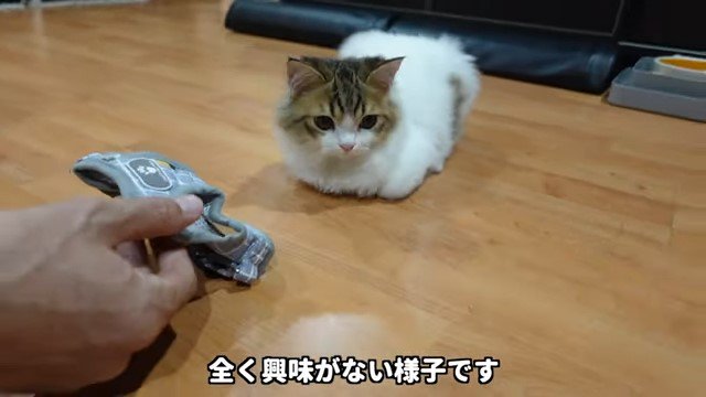 ハーネスと横を向く猫