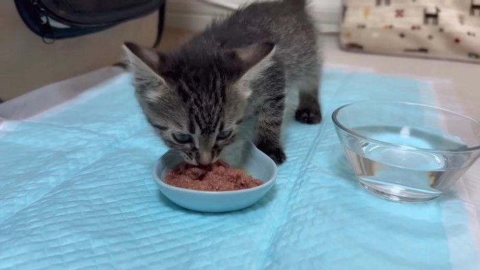 ごはんを食べる子猫