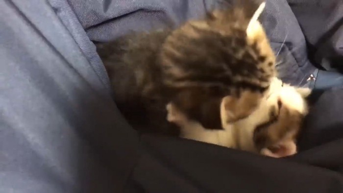 じゃれ合い
