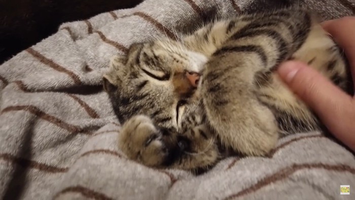 口元を前足で隠しちゃうテトちゃん