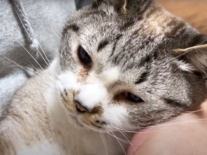 眠そうな猫