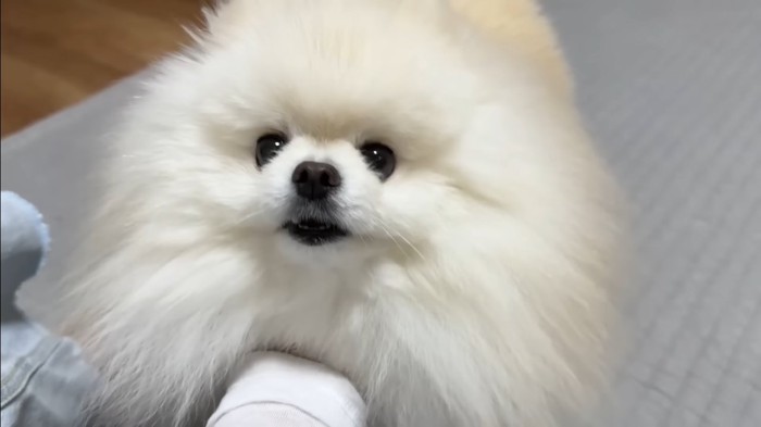 ポテチくんのアップ
