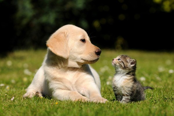 子犬と子猫