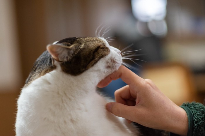 猫の顎の下を撫でる人の手