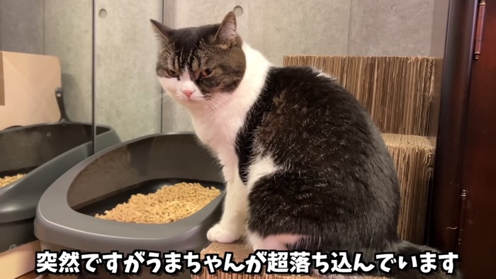 座って振り向く猫