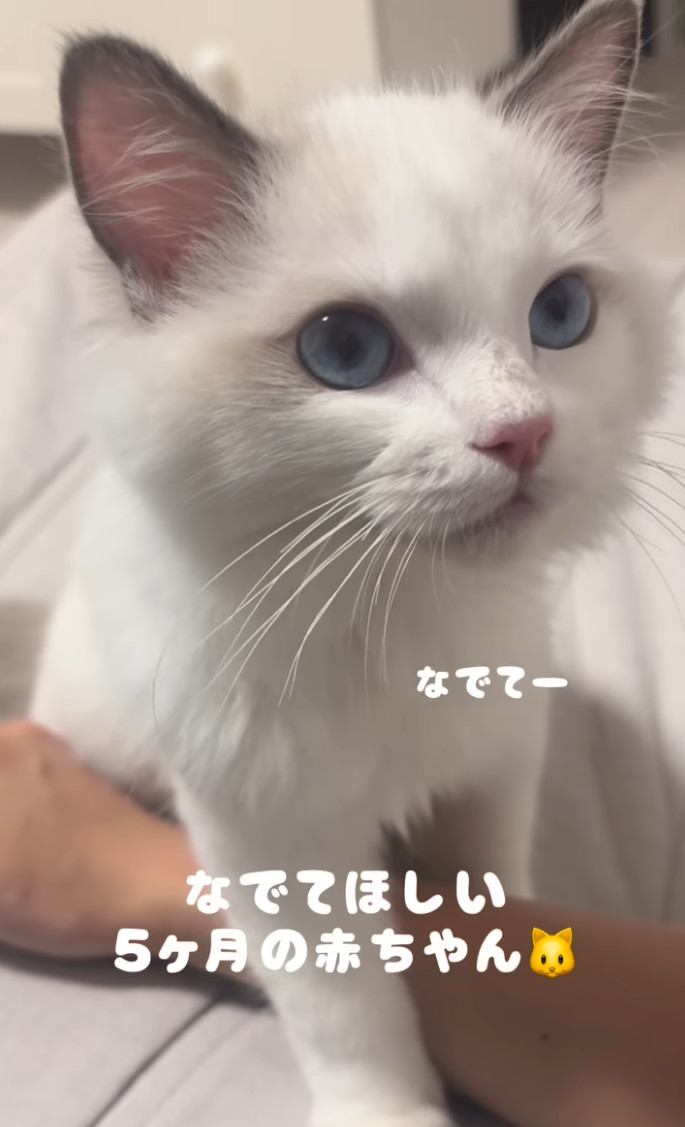 ママさんにナデナデを要求する子猫