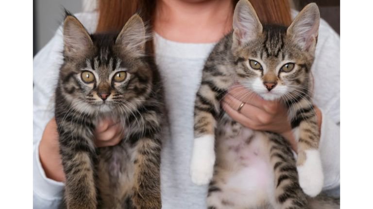 抱かれている猫