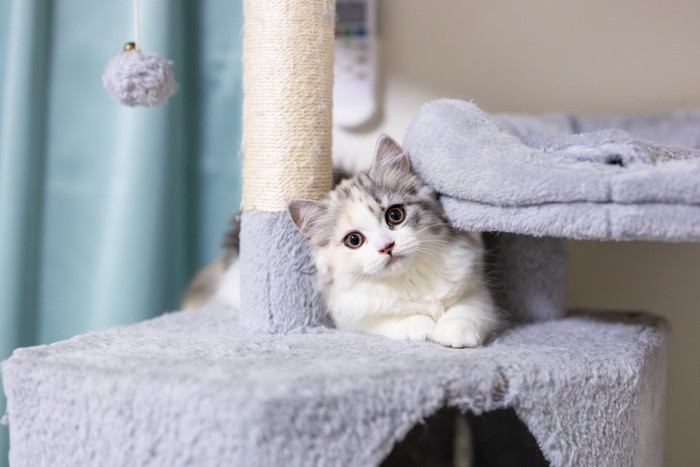 タワーで遊ぶ猫