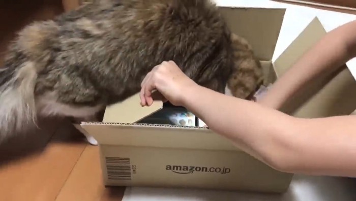 前足も入って